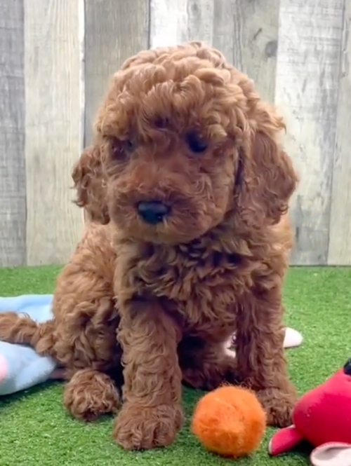 brown mini irish doodle puppy with curly hair sitting on artificial grass